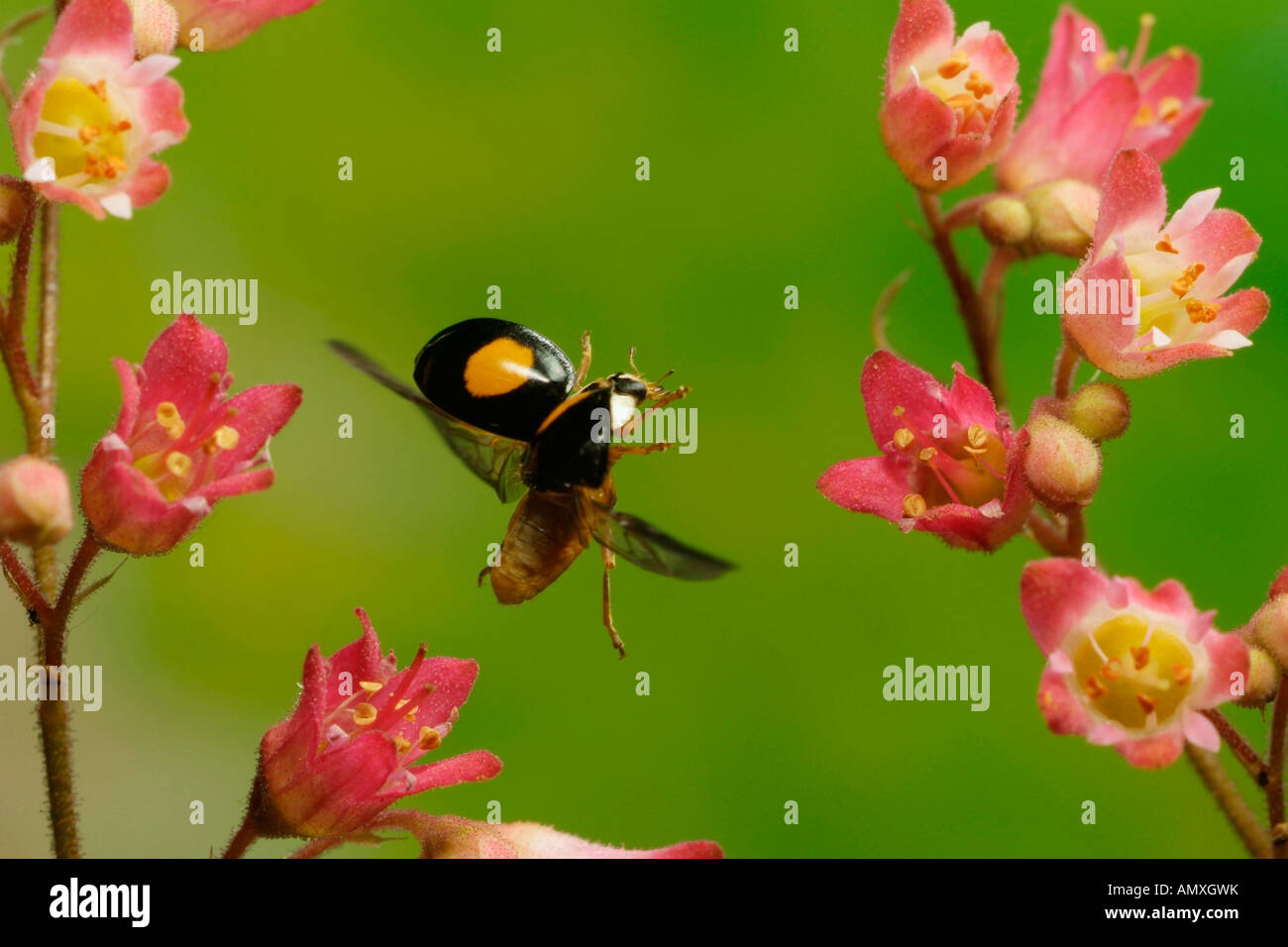 Close-up of Asian Lady Beetle (Harmonia axyridis) hovering over flower Stock Photo