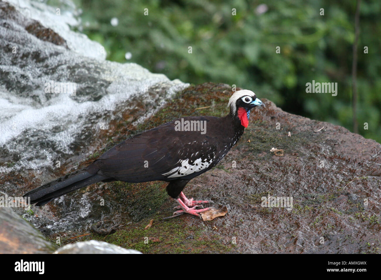 Black fronted piping guan Stock Photo