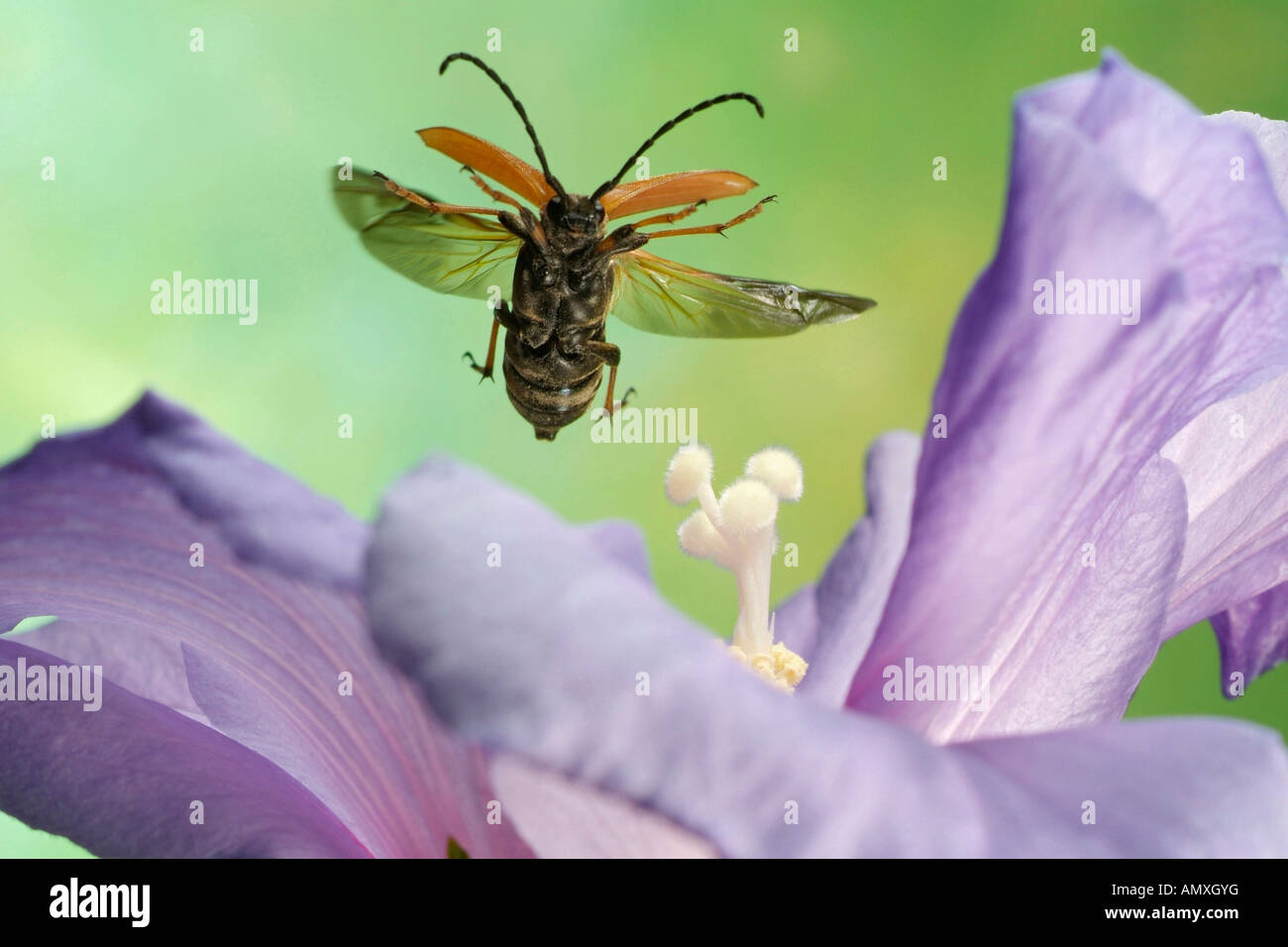 Close-up of Longhorn beetle (Leptura rubra) hovering over flower Stock Photo