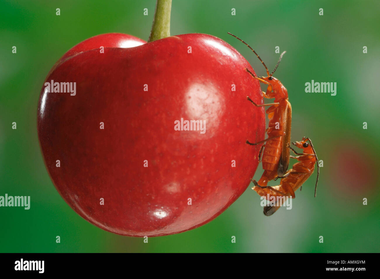Close-up of Common Red Soldier beetles (Rhagonycha fulva) on cherry ...