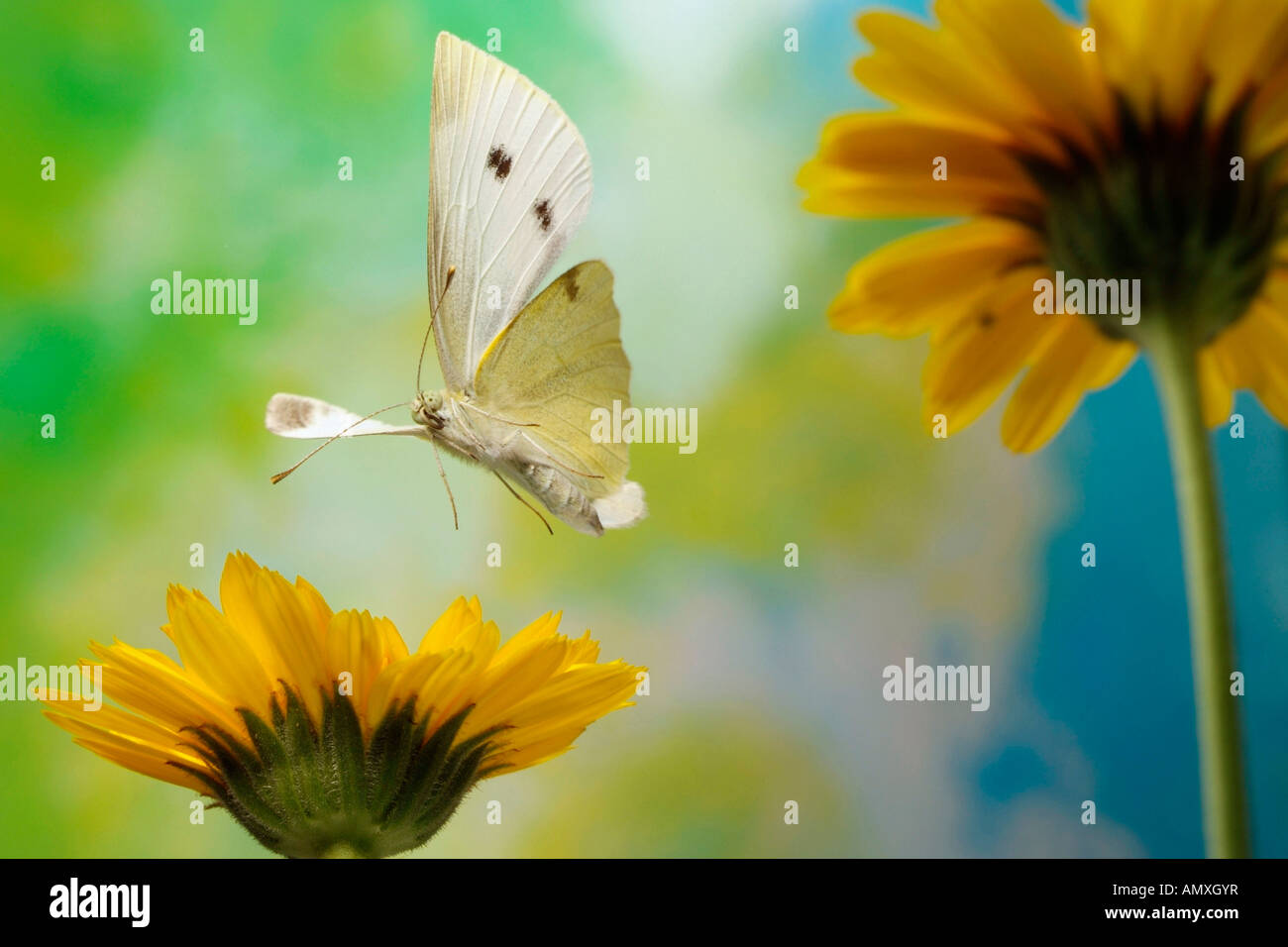 Close-up of Small Cabbage White (Pieris rapae) butterfly hovering over flower Stock Photo