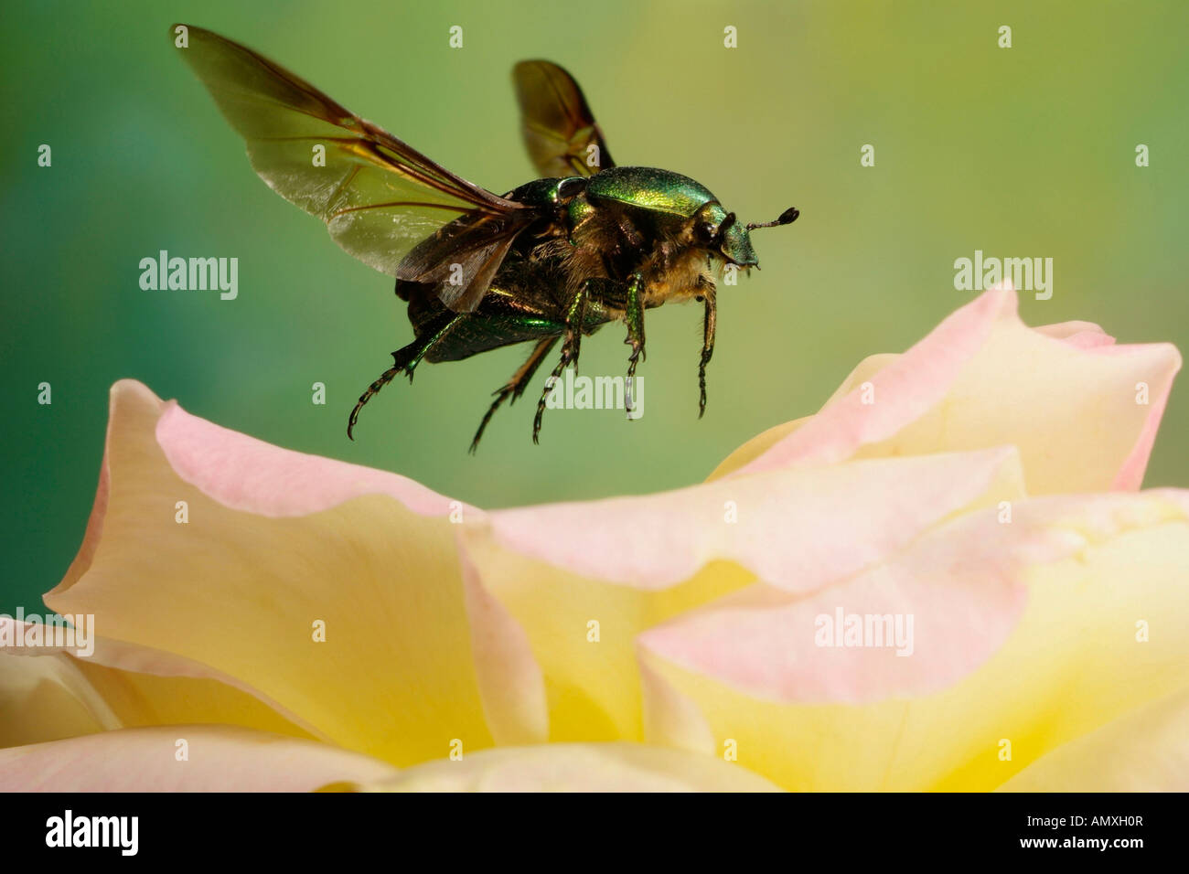 Close-up of Green Rose chafer (Cetonia aurata) hovering over flower Stock Photo