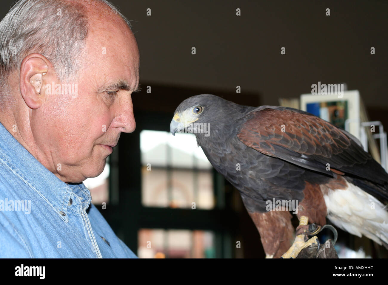 A man holds an eagle in a wild bird center in Flagstaff Arizona Stock Photo