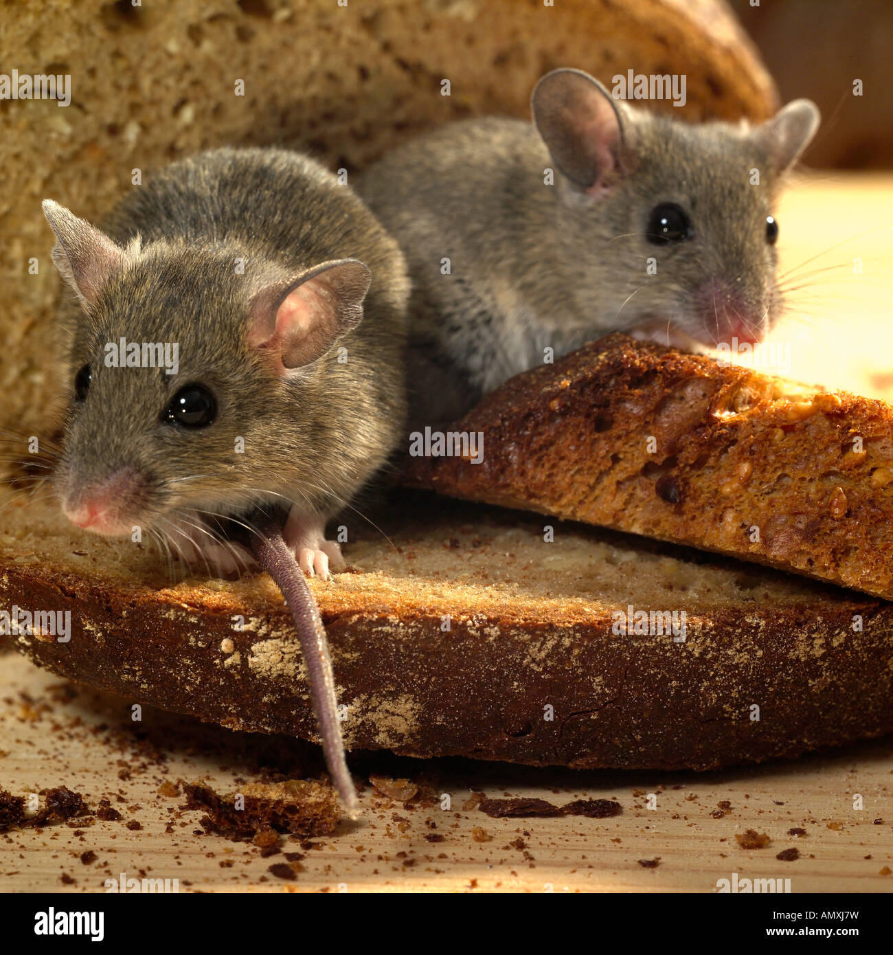 Closeup of two rats on bread Stock Photo Alamy