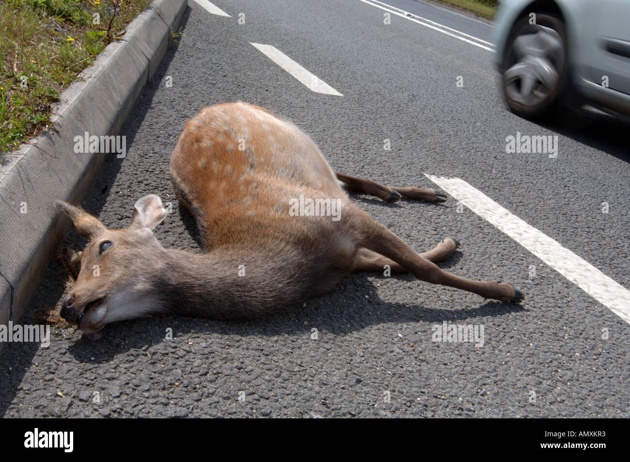 Deer killed on side of road, Dead deer on road, roadkill, Britain UK