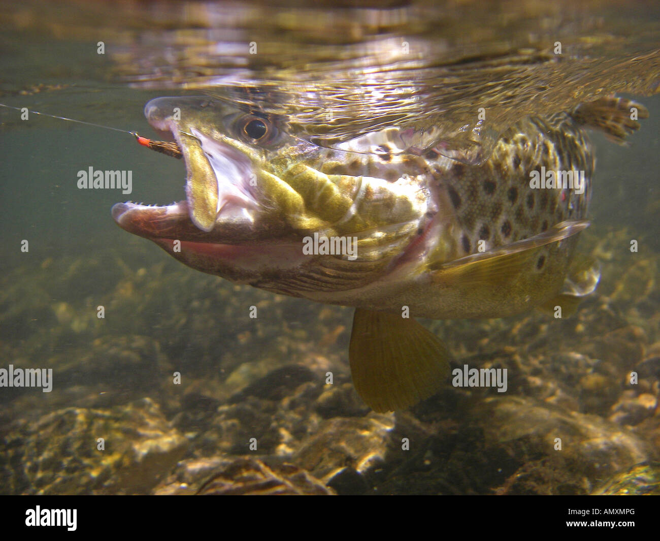 Brown trout (Salmo trutta) swimming in river, Kure, Hiroshima
