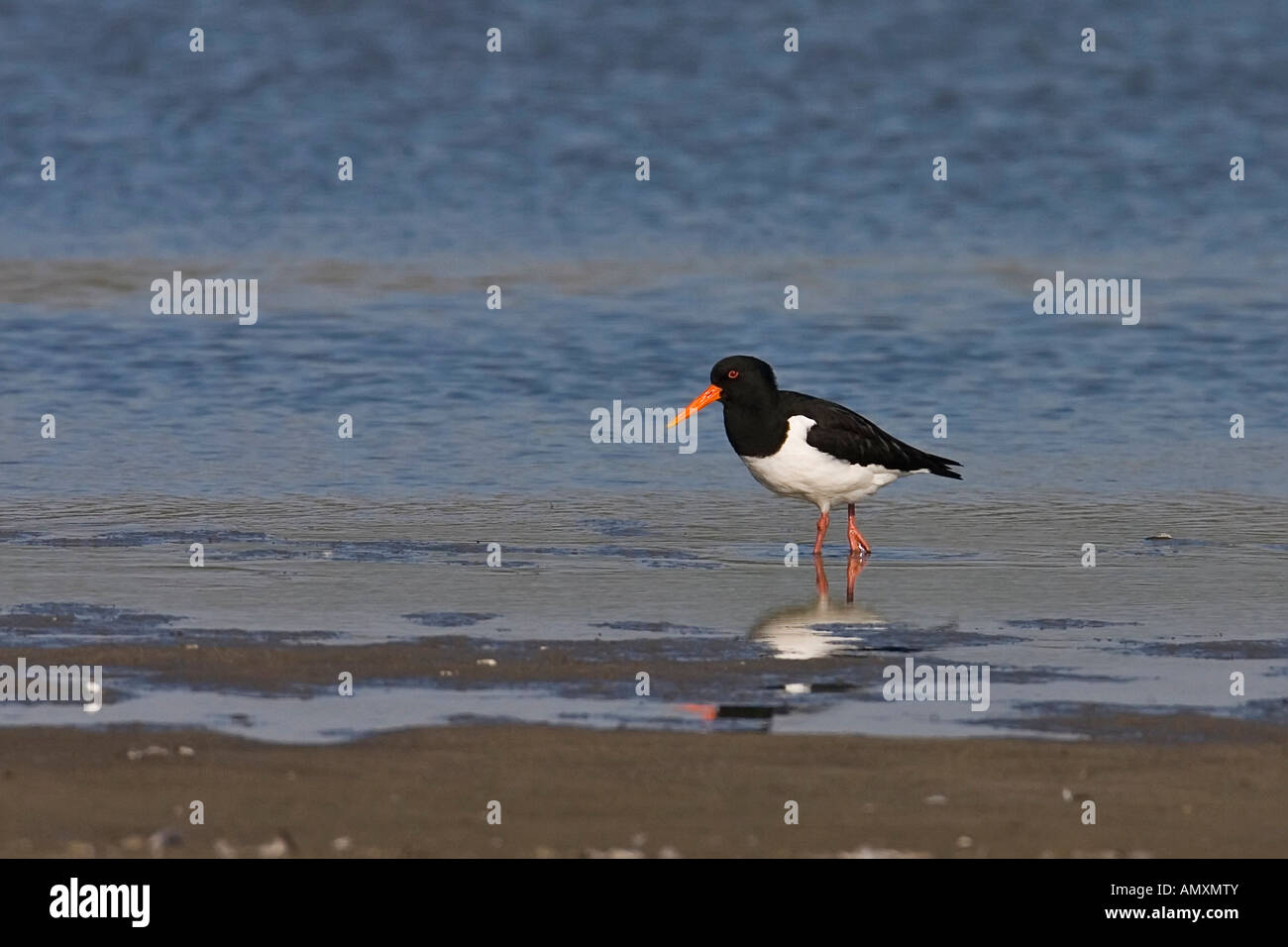 Eurasian Oystercatcher (Haematopus ostralegus) wading in water Stock Photo
