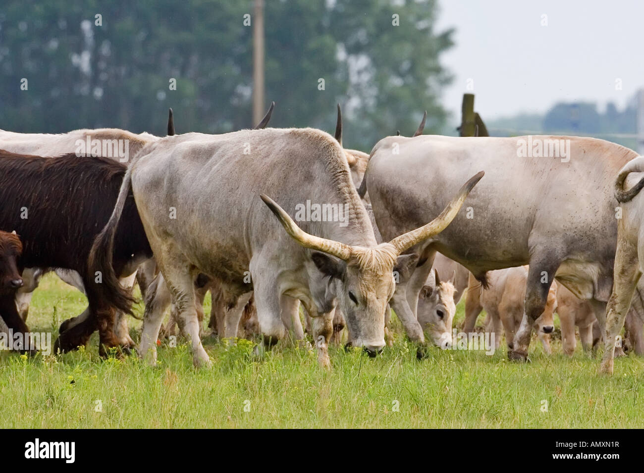 Grazing cows in field photos hi-res stock photography and images - Alamy