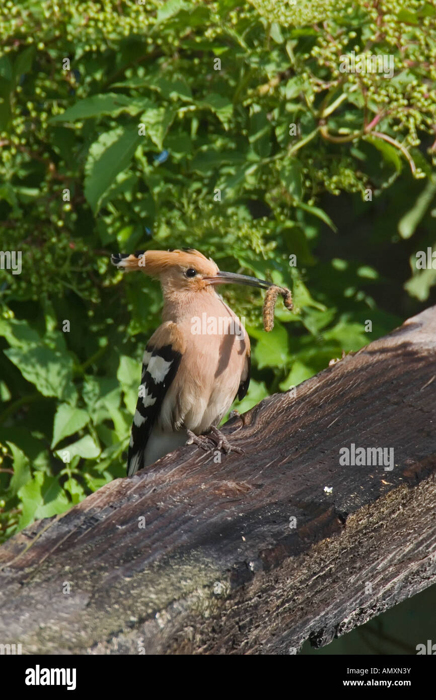 Close-up of Hoopoe (Upupa epops) bird on wood with prey in its beak Stock Photo