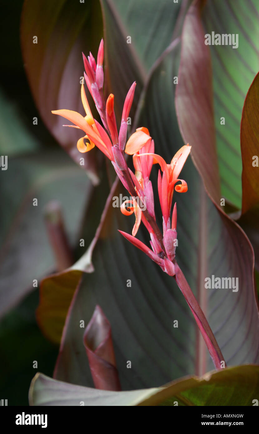 Indian Shot Canna indica purpurea Cannaceae Stock Photo