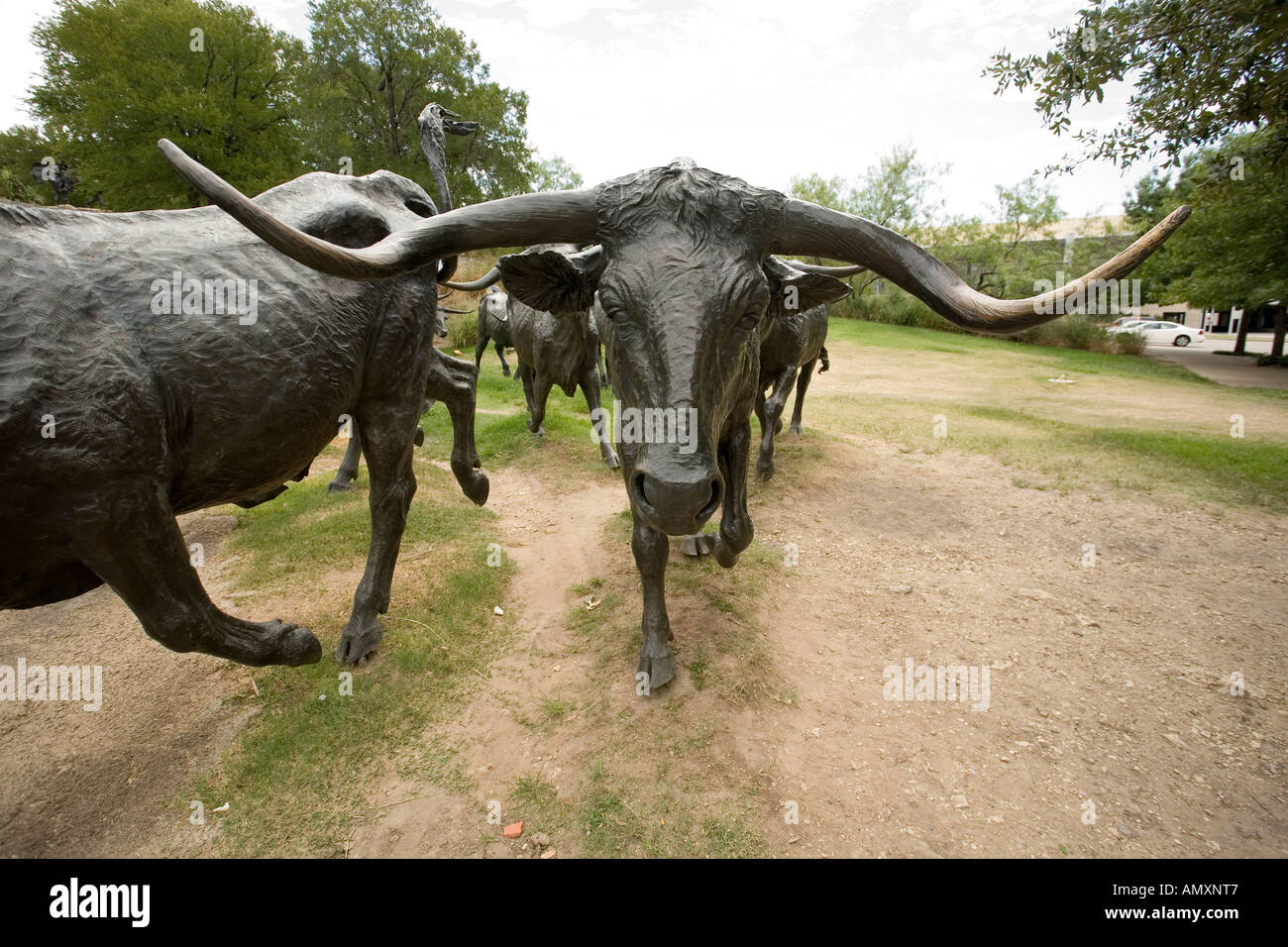 Longhorn cattle drive sculpture at Pioneer Plaza. Downtown near the