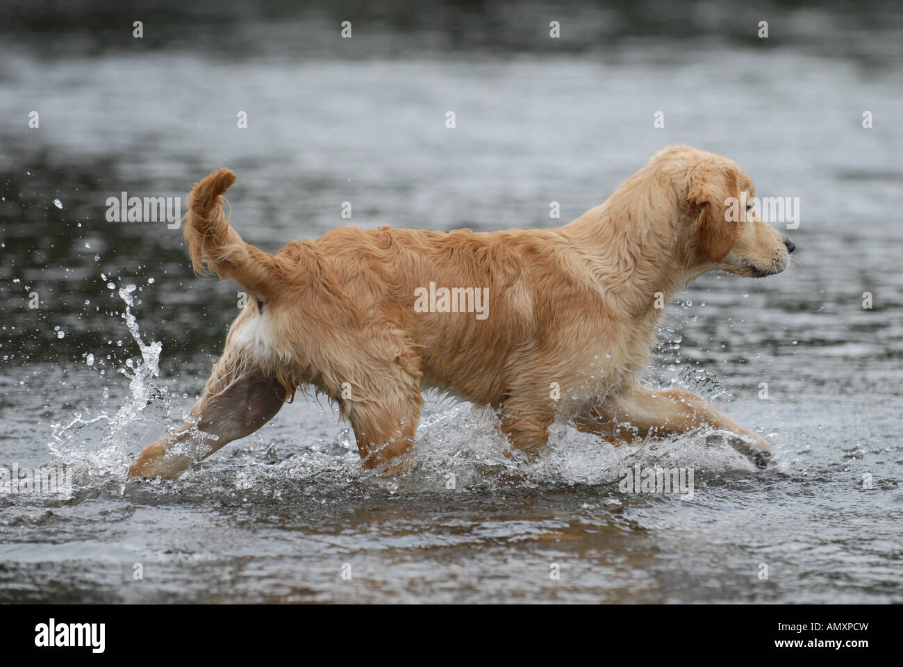 Dog wading in river Stock Photo