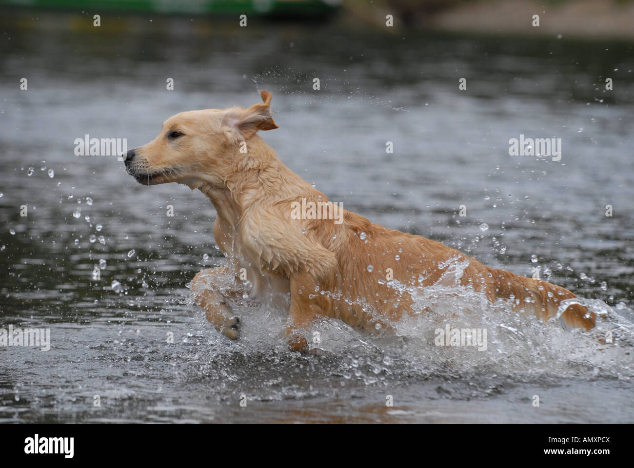 Dog wading in river Stock Photo Alamy