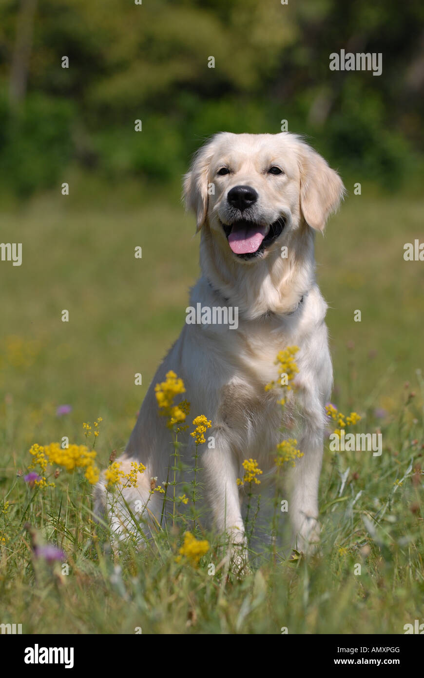 Golden Retriever sitting in field Stock Photo - Alamy