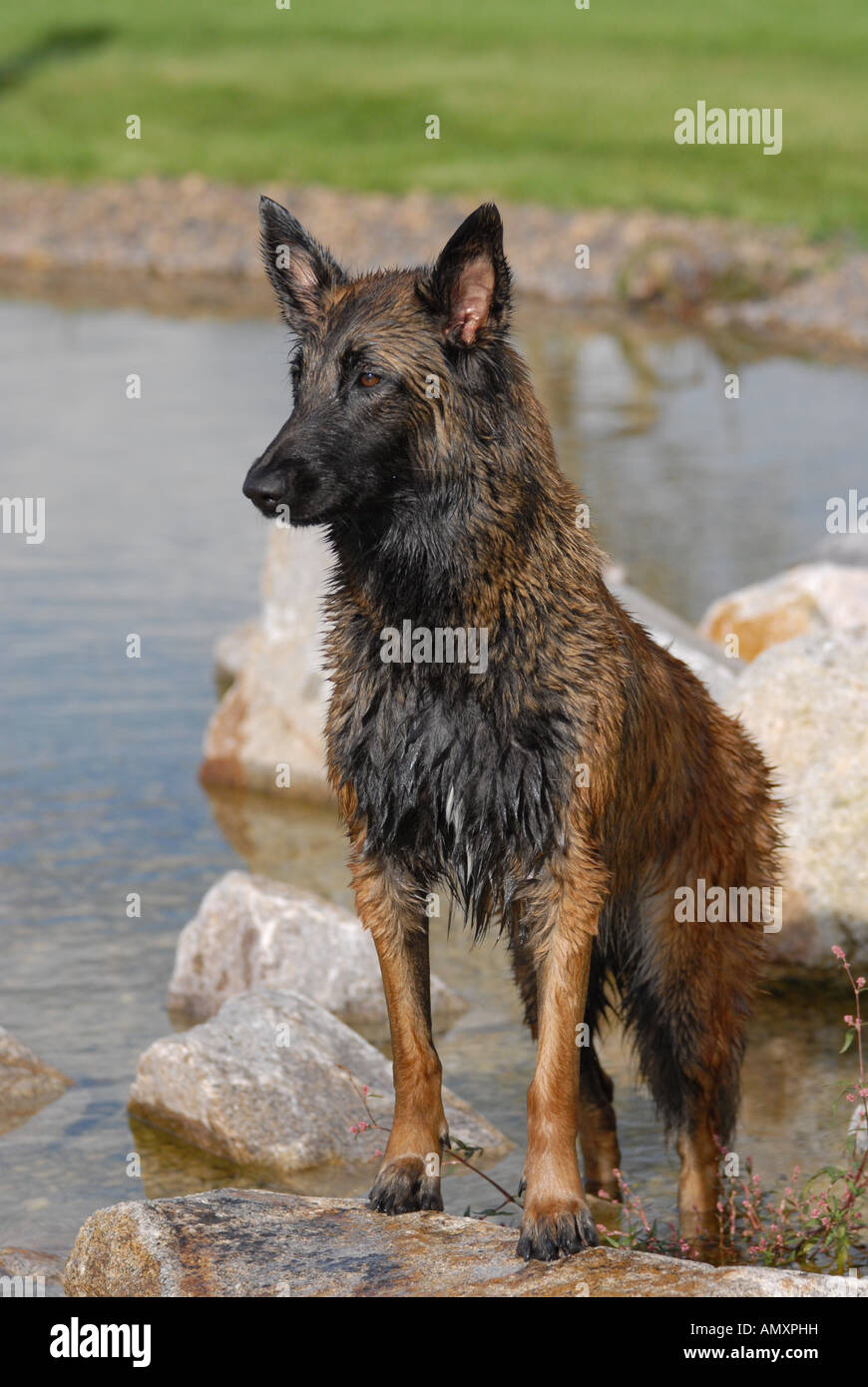 Wet German Shepherd standing on rock Stock Photo Alamy