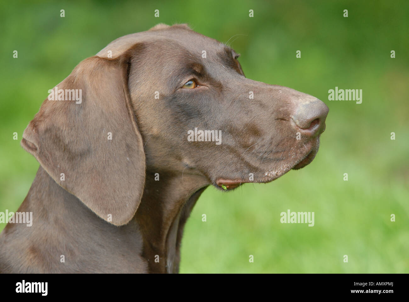Close-up of German Shorthaired Pointer's face Stock Photo - Alamy