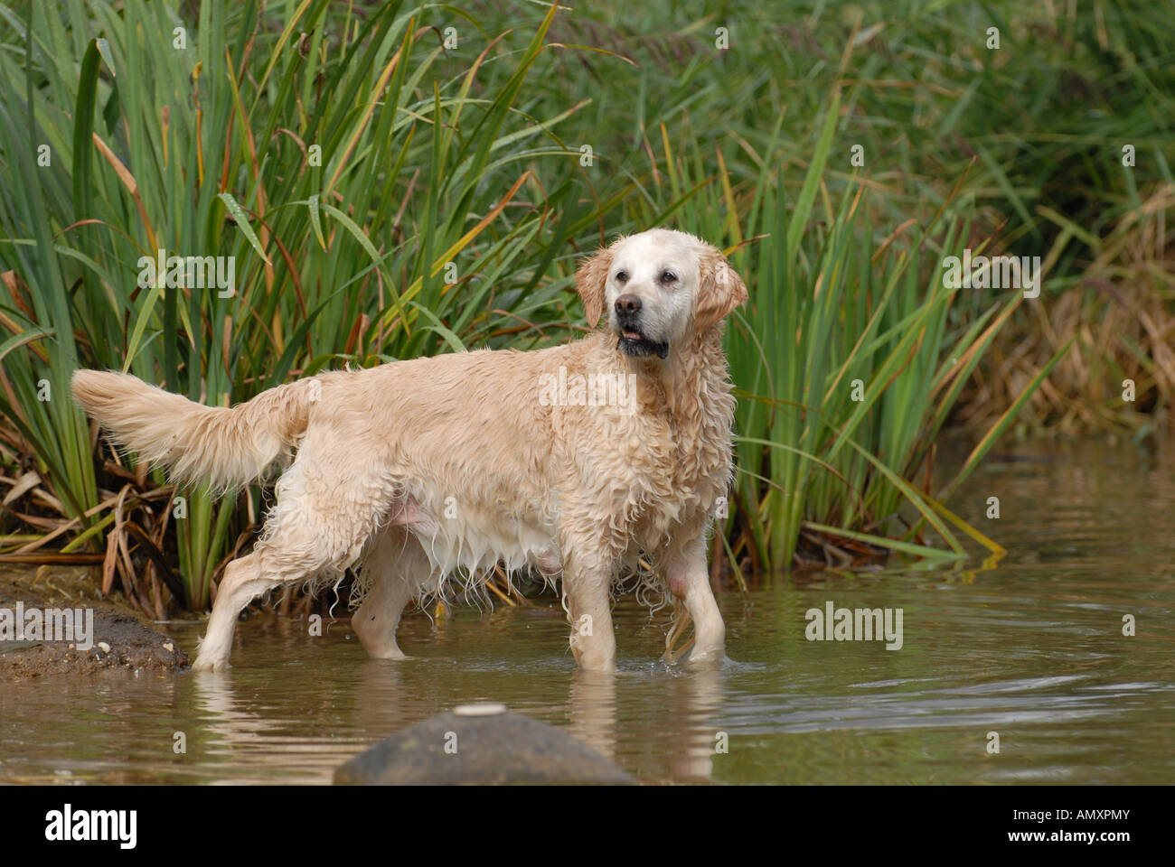 Golden Retriever standing in water Stock Photo