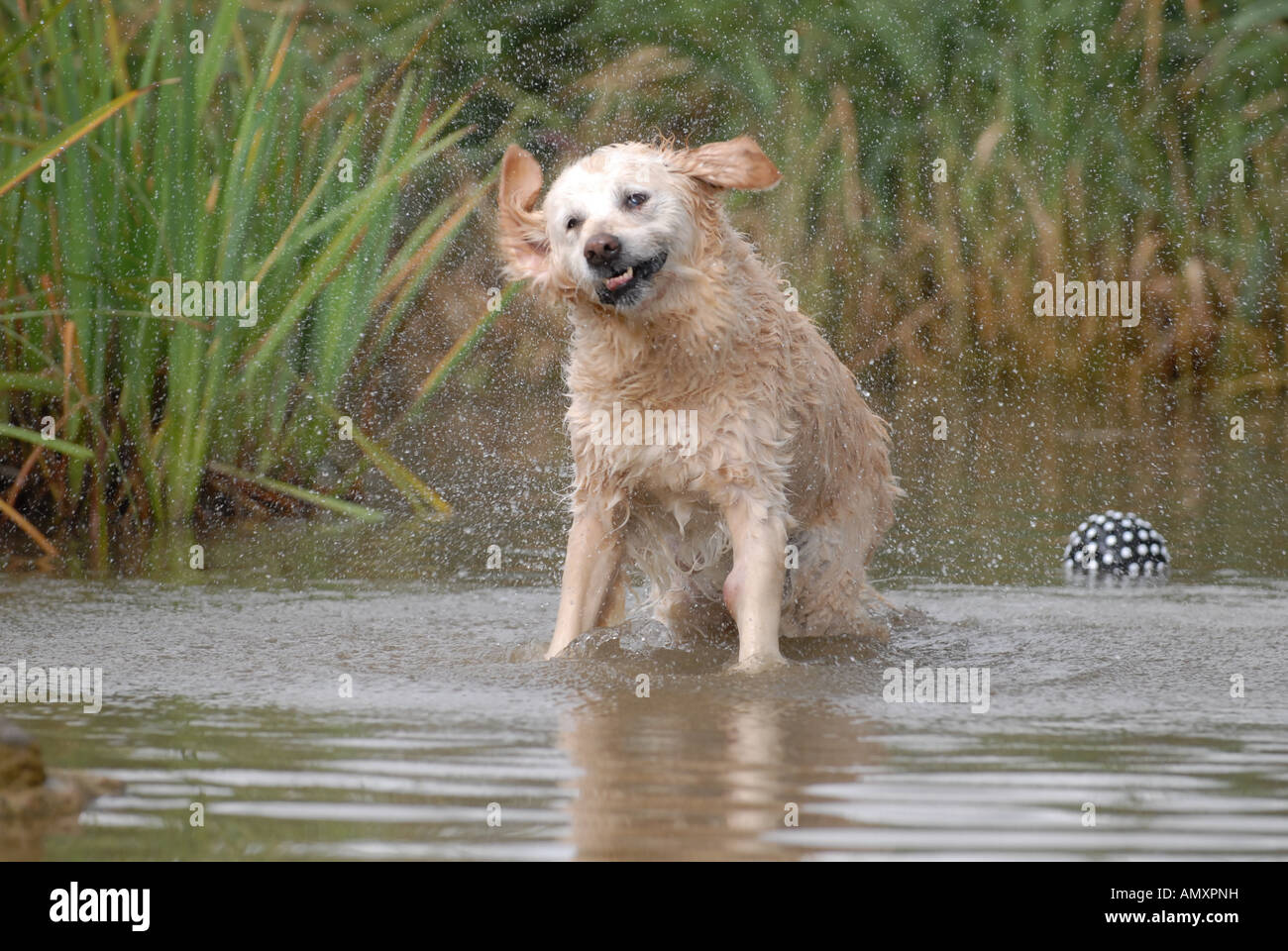 Why Do Dogs Shake Off Water