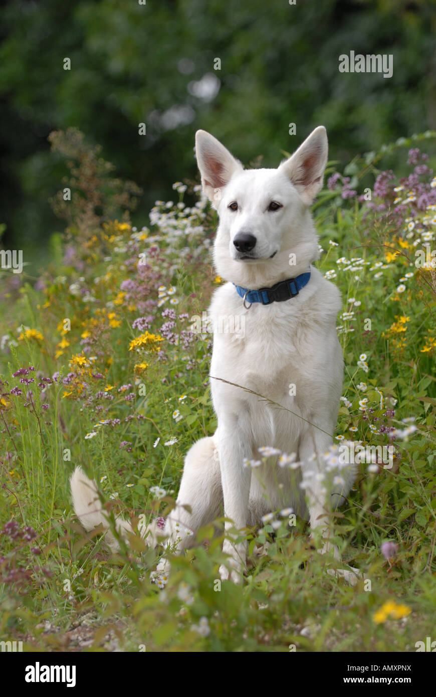 German Shepherd sitting in field Stock Photo Alamy