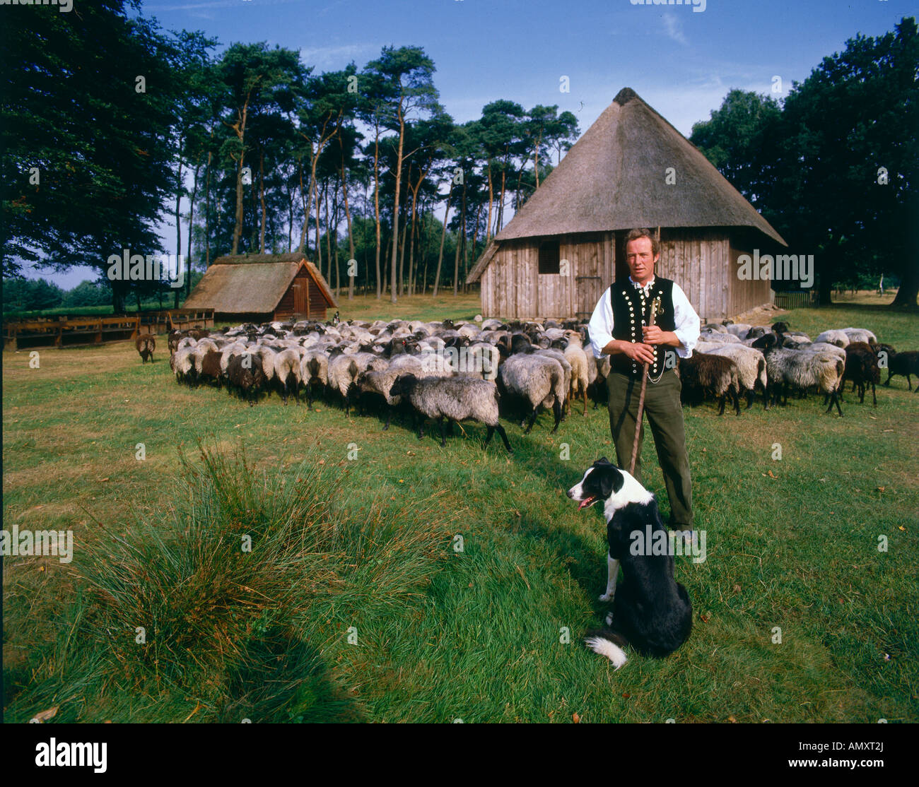 Shepherd with dog and sheep in field Lueneburg Heath Lueneburg Germany Stock Photo