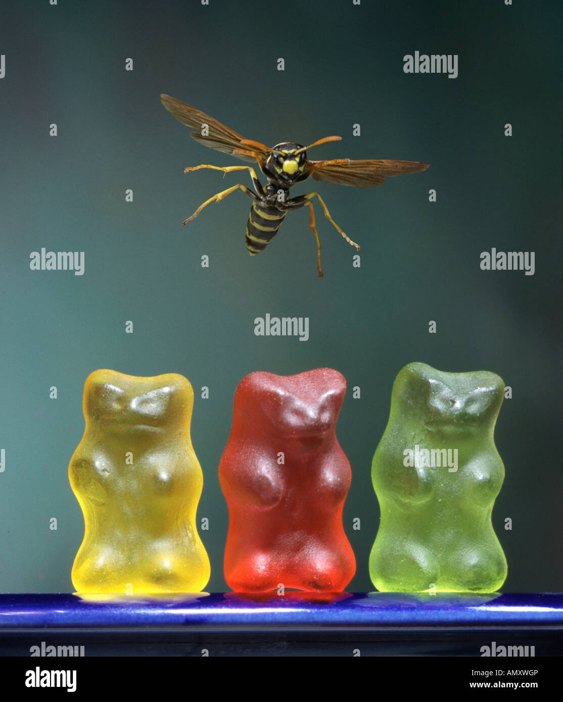 Small bears stone hires stock photography and images Alamy