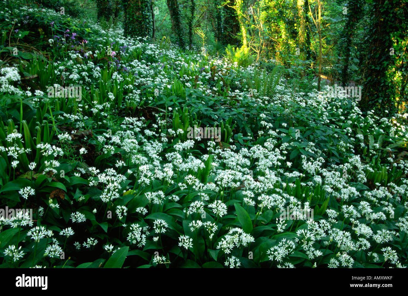 Wild garlic and ferns in a wooded valley at Manorbier Pembrokeshire Stock Photo