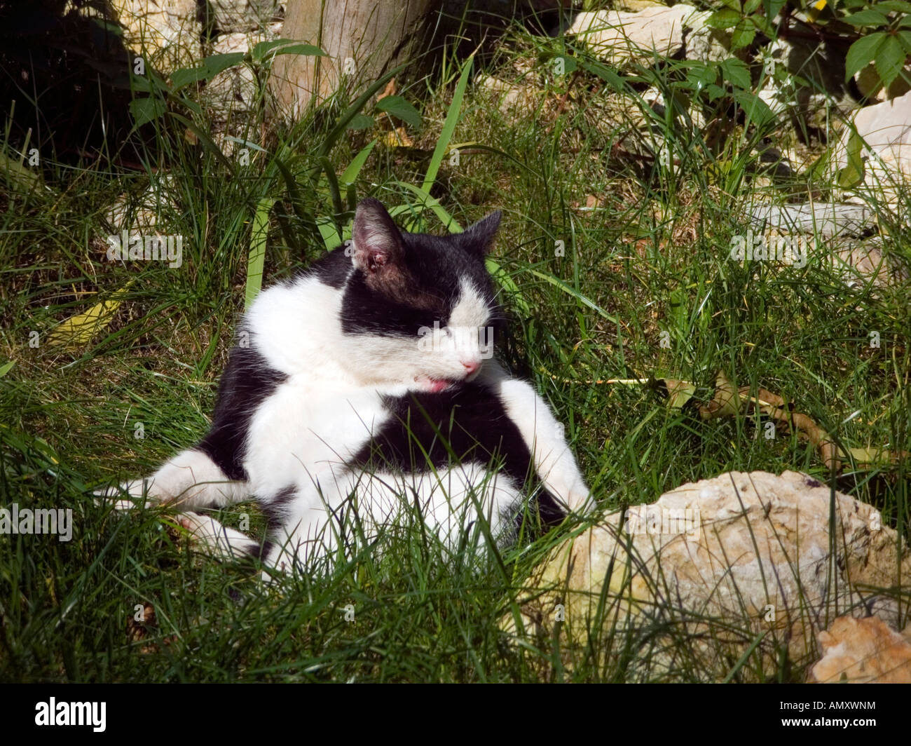 Cat licking himself Stock Photo Alamy