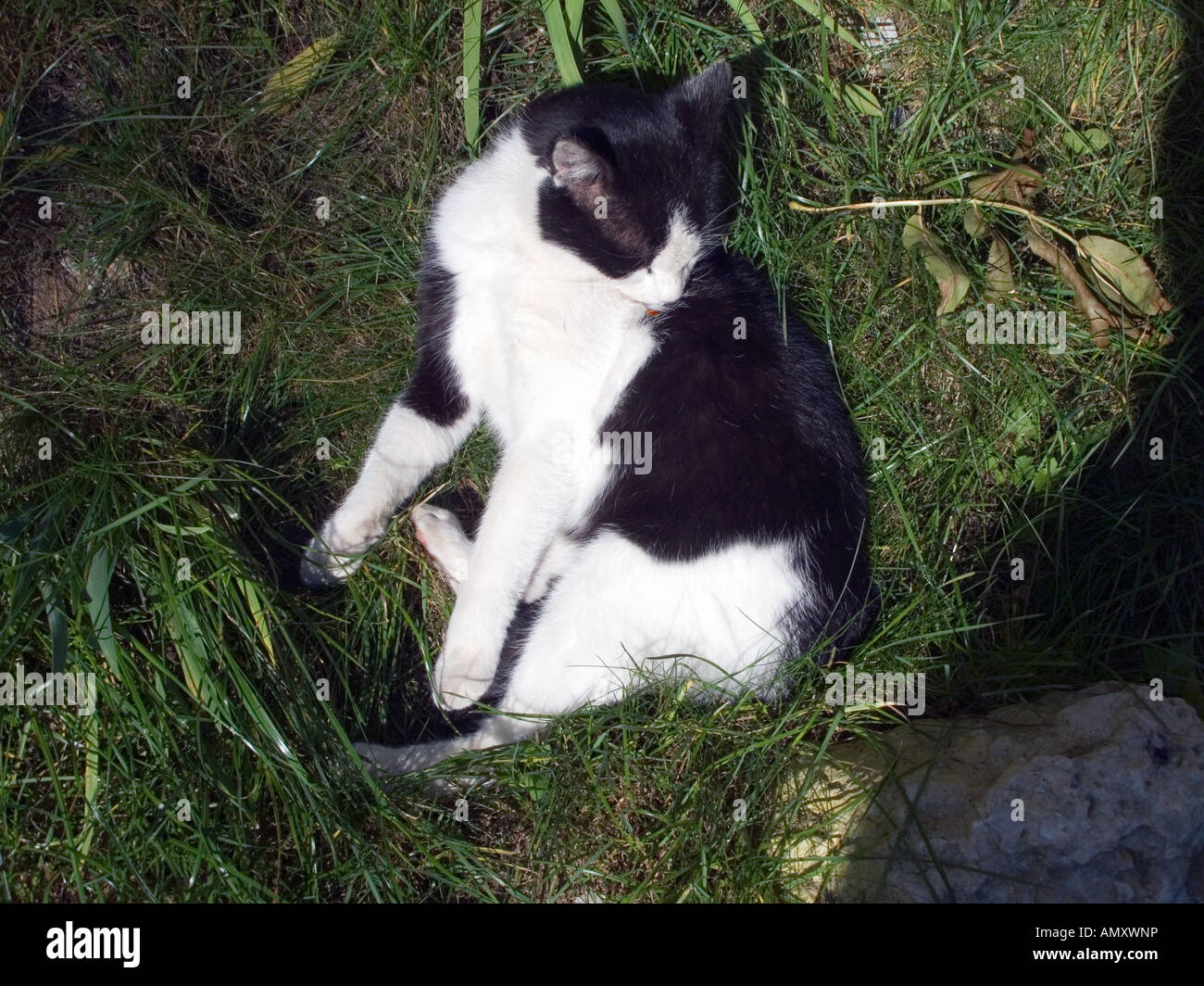 Cat licking himself Stock Photo Alamy