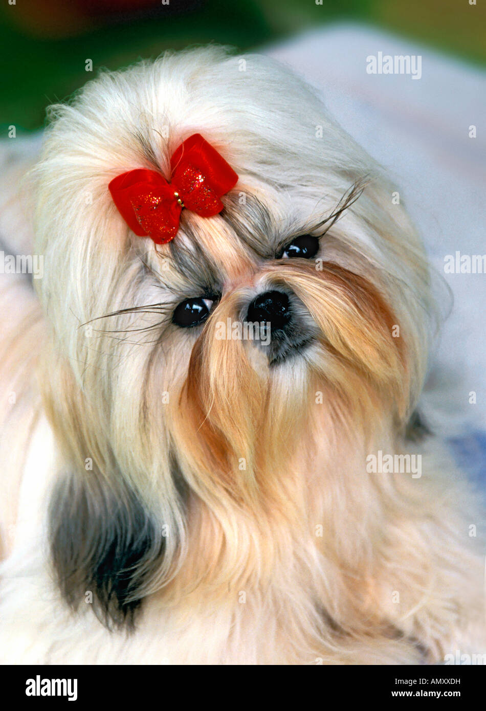 Shih Tsu dog with red ribbon portrait Stock Photo - Alamy