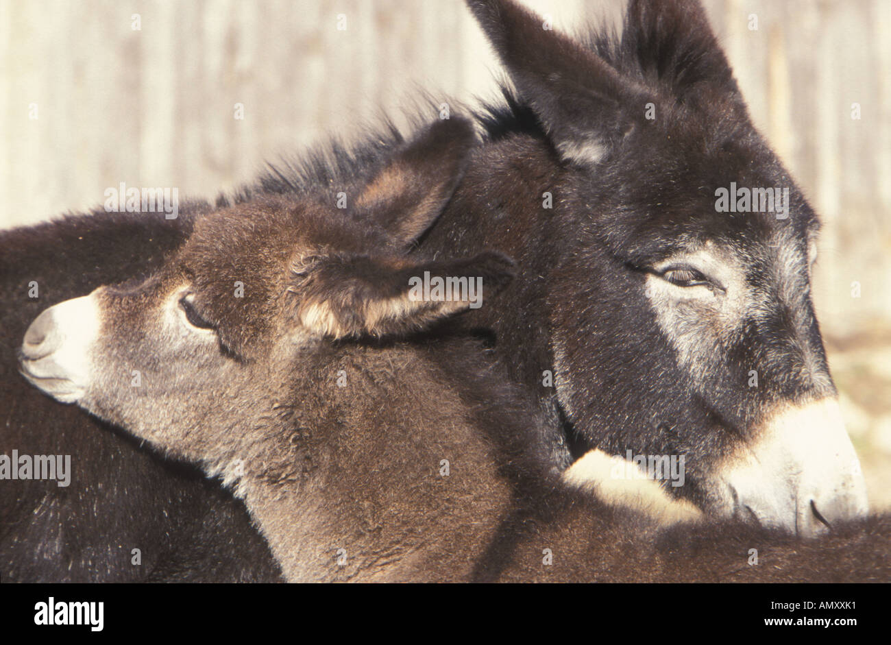 Donkey Colt High Resolution Stock Photography and Images - Alamy