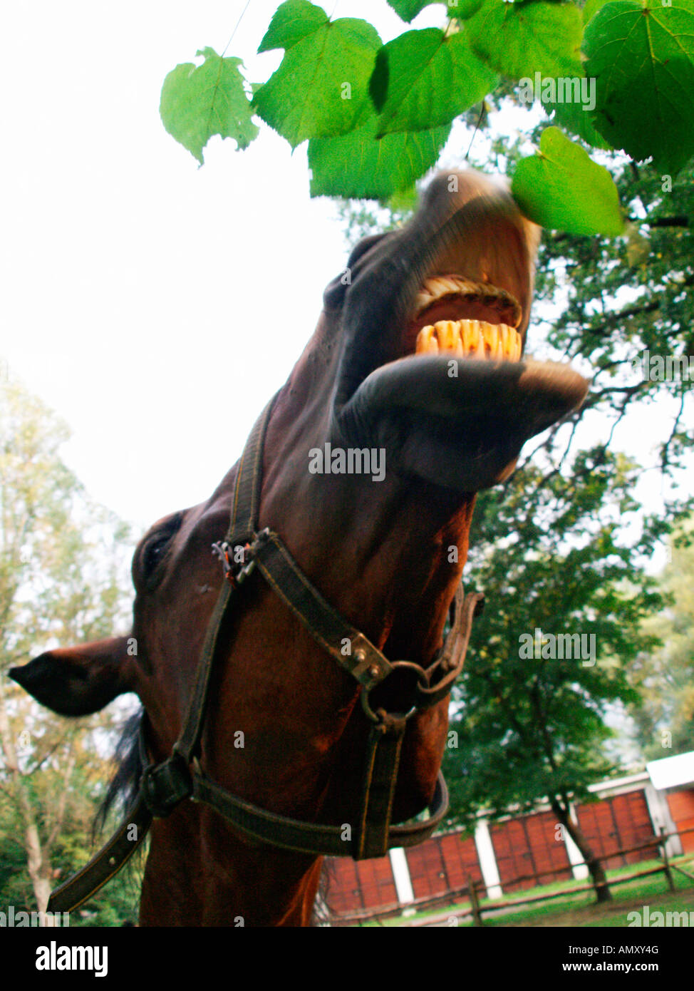 Horse eating leaves Stock Photo Alamy