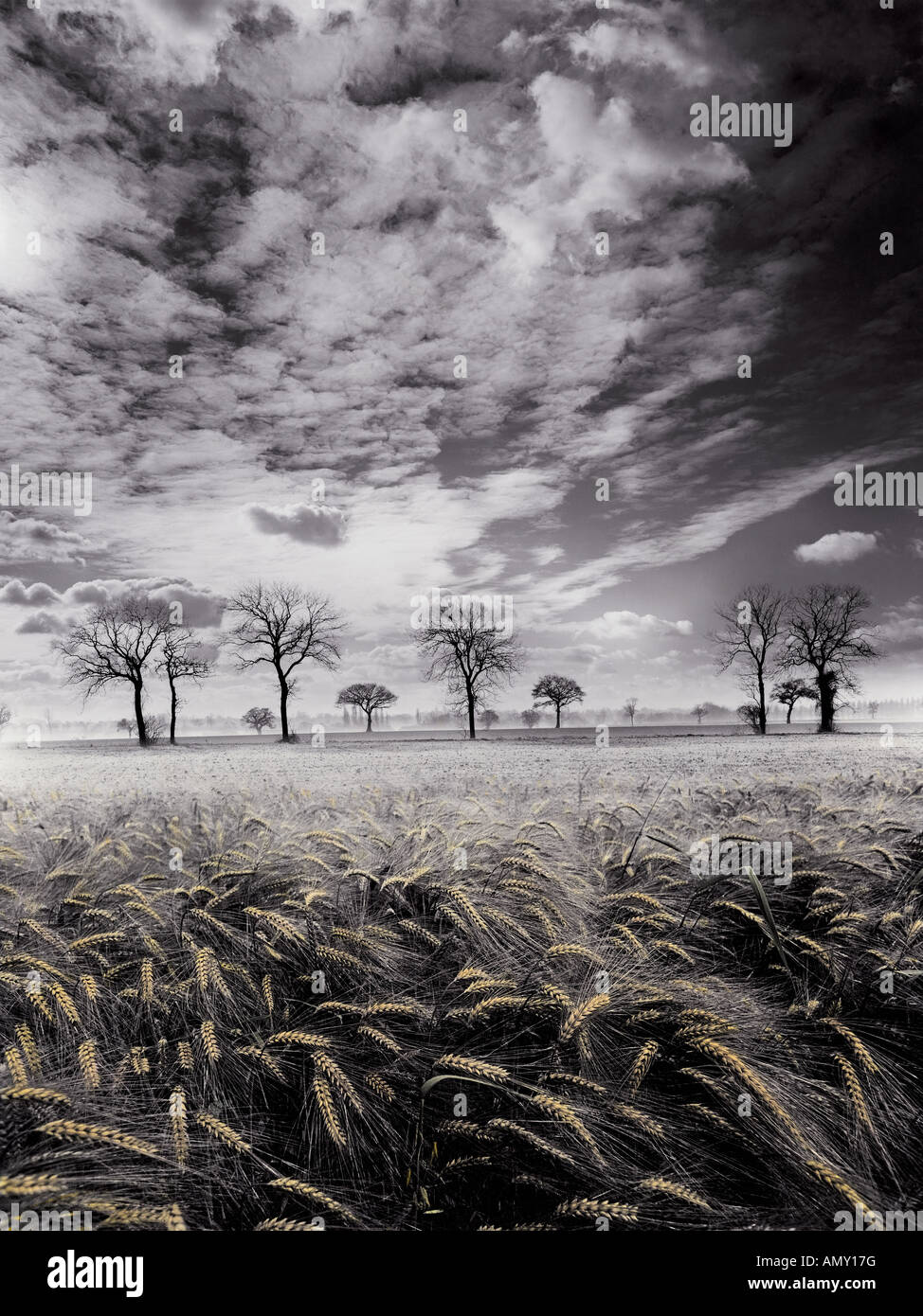 Acid rain trees hi-res stock photography and images - Alamy