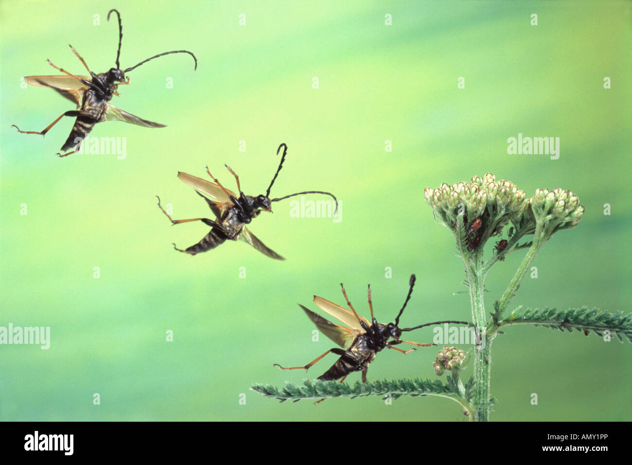Three beetles flying near yarrow flower Stock Photo Alamy