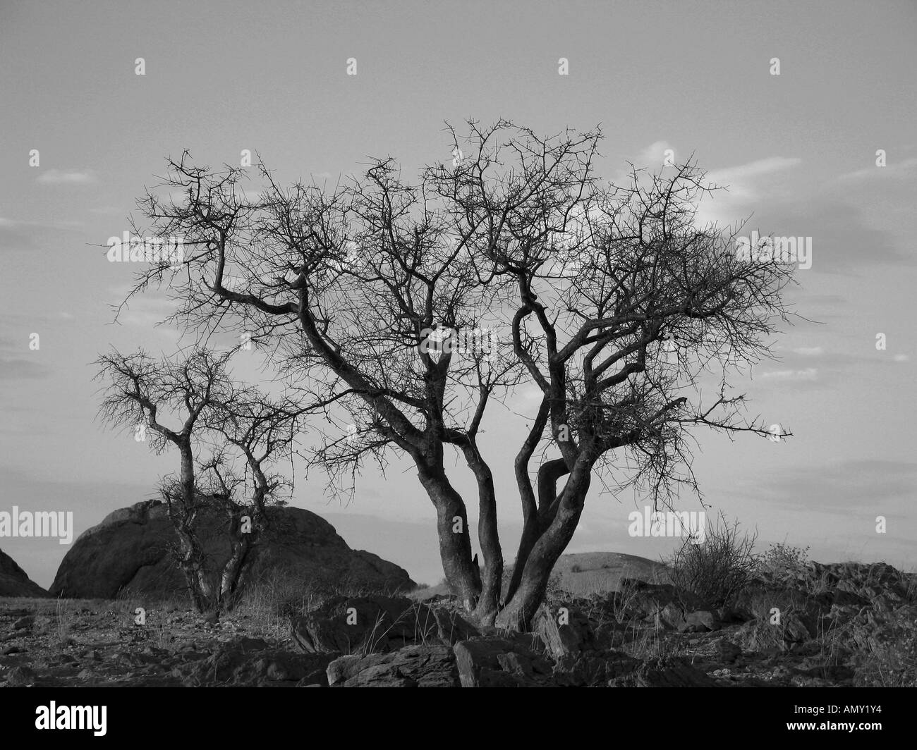 A tree with dry branches in Namibia desert with a blue sky back ground in sunset in Black and white Stock Photo