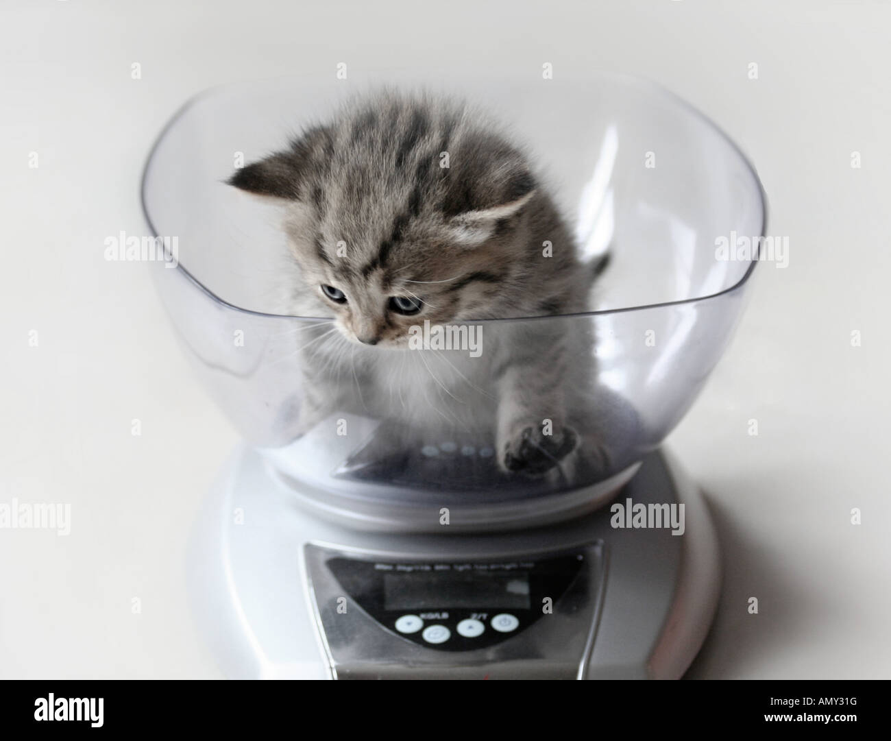 Closeup of kitten on weighing scale Stock Photo Alamy