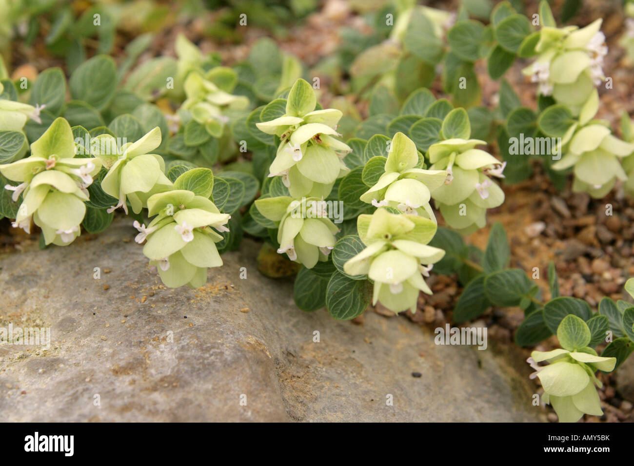 Origanum rotundifolium, Lamiaceae (Labiatae), Caucasus, Turkey. Stock Photo