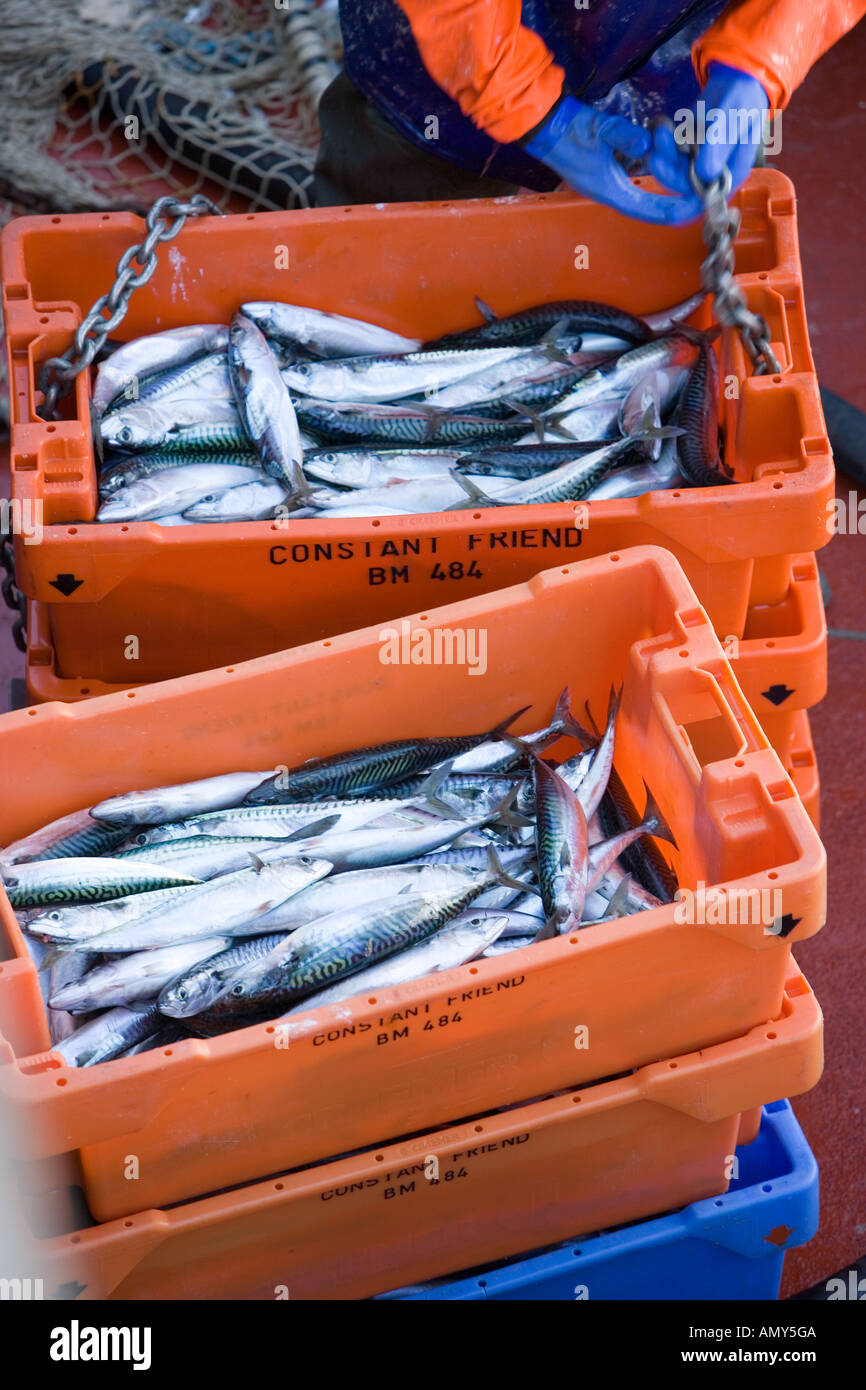 Mackerel in ice in a fishbox awaiting sale at Brixham Fish Market Stock