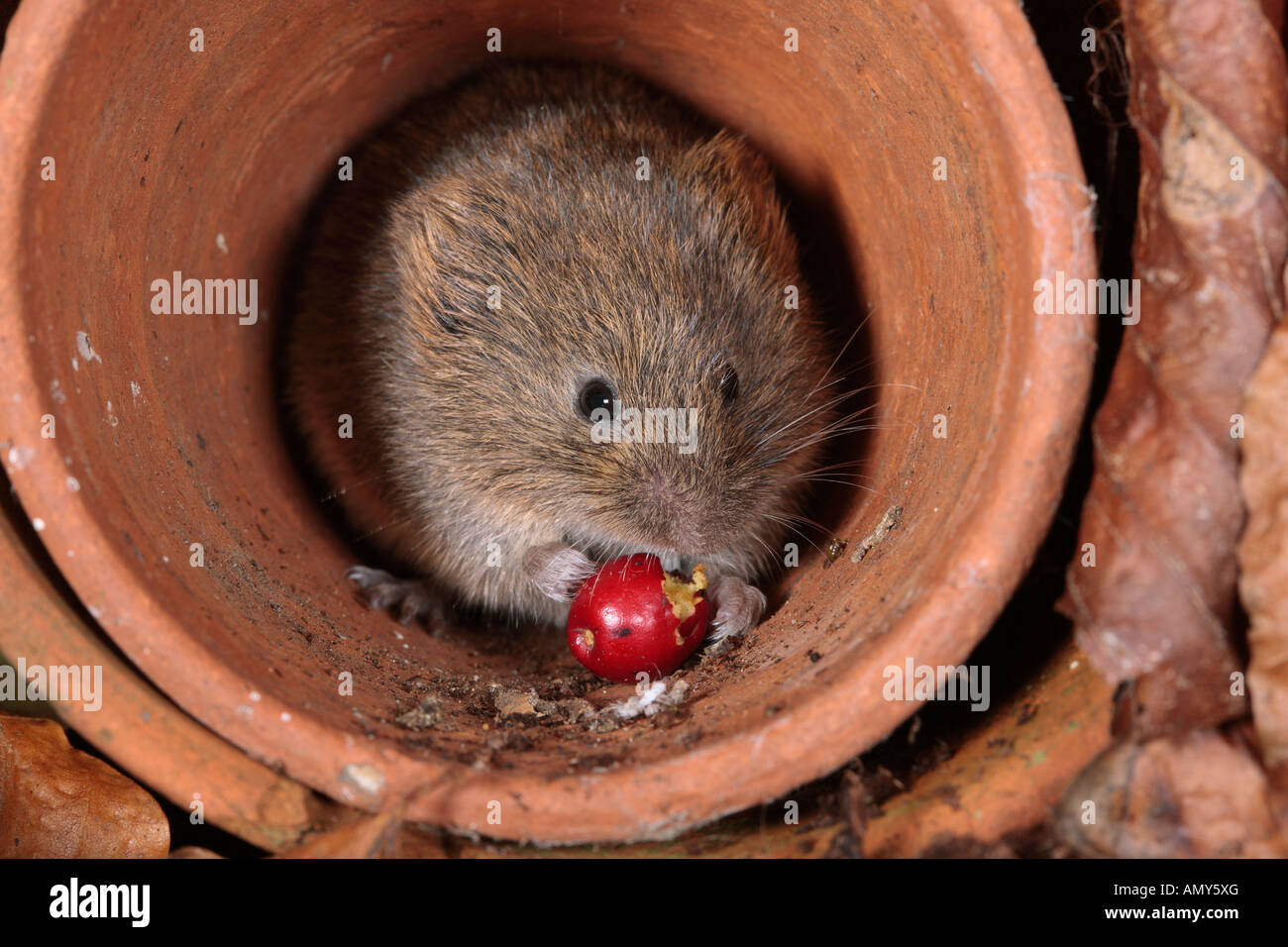 Short-tailed vole Microtus agrestis in old clay flower pots Potton Bedfordshire Stock Photo