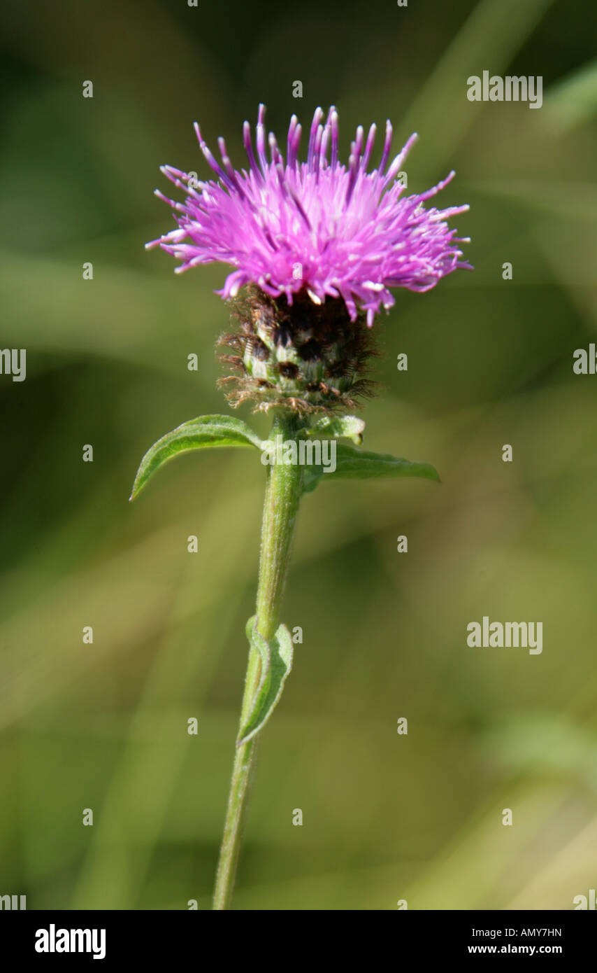 Knapweed hi-res stock photography and images - Alamy