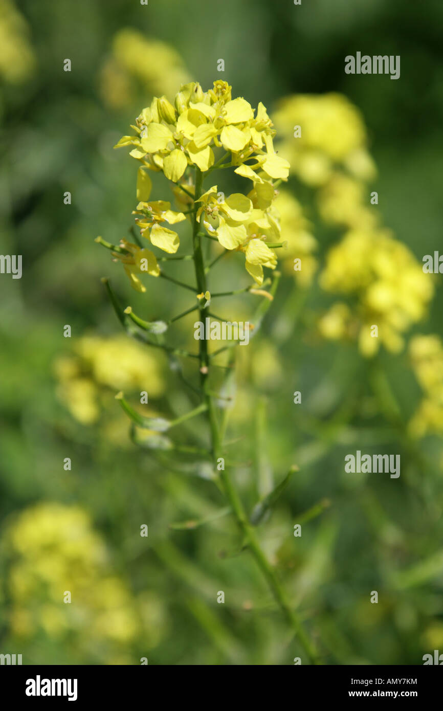 Black Mustard, Brassica nigra, Crucifera, Brassicaceae Stock Photo