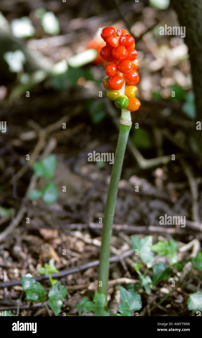 Cuckoo Pint, Arum maculatum, Araceae. Also Known as Lords and Ladies, Cuckoo Pintle and Wake Robin Stock Photo