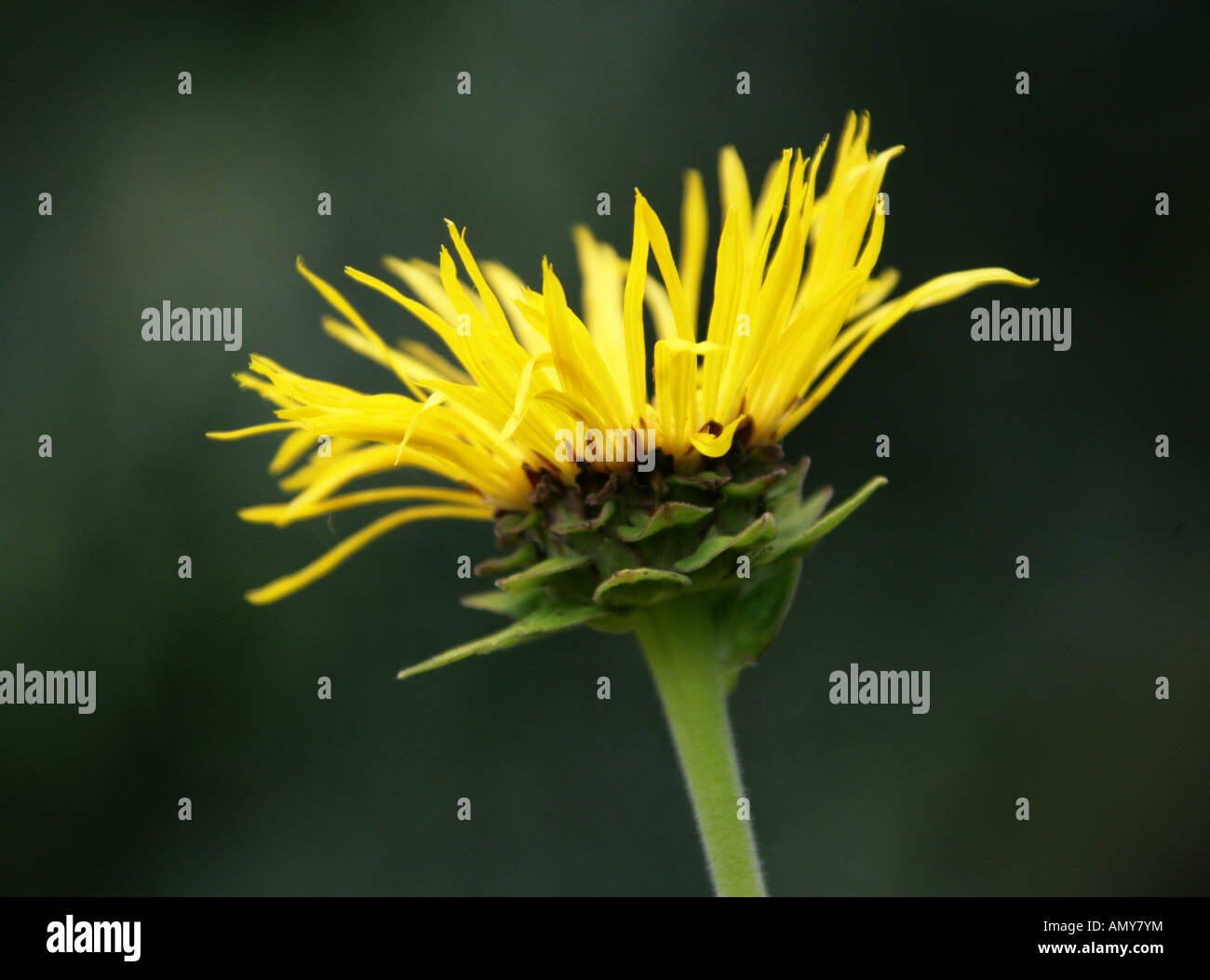 Elecampane, Inula helenium, Asteraceae Stock Photo