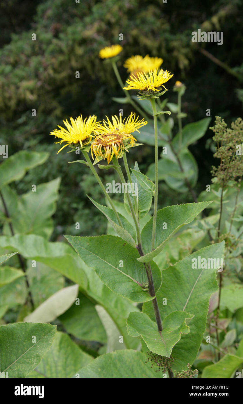 Elecampane, Inula helenium, Asteraceae Stock Photo