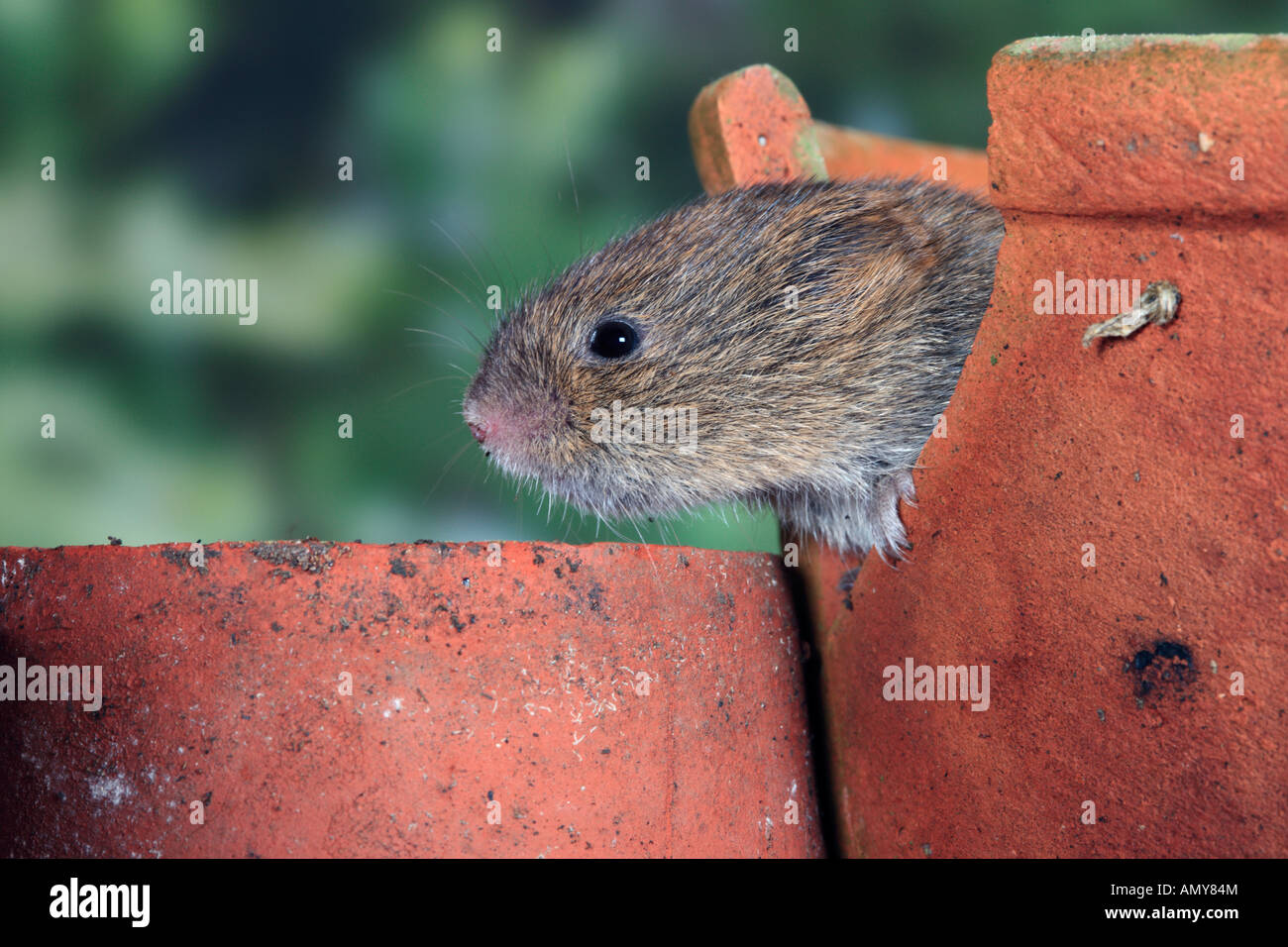 Short-tailed vole Microtus agrestis in old clay flower pots Potton Bedfordshire Stock Photo