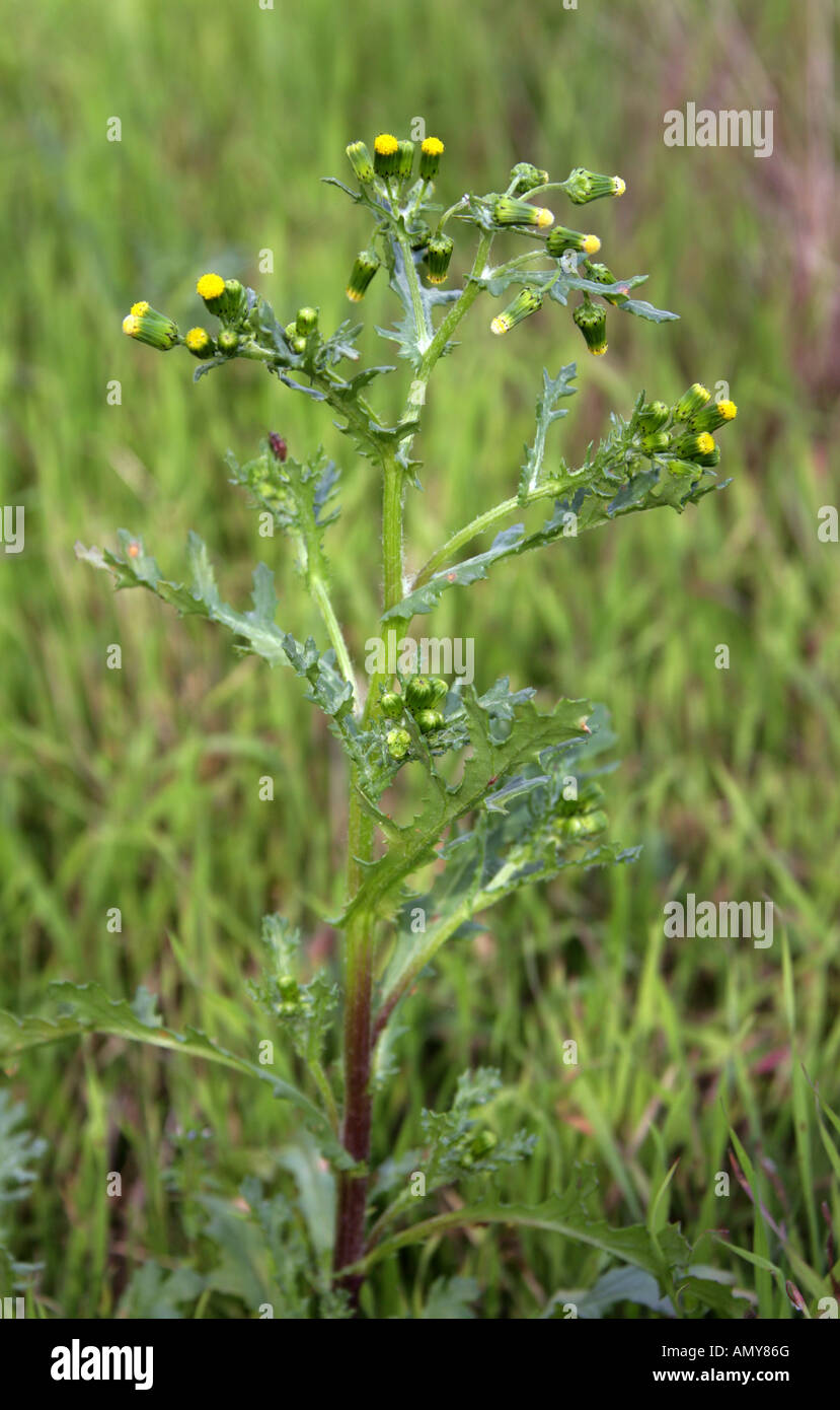 Groundsel, Senecio vulgaris, Asteraceae Stock Photo