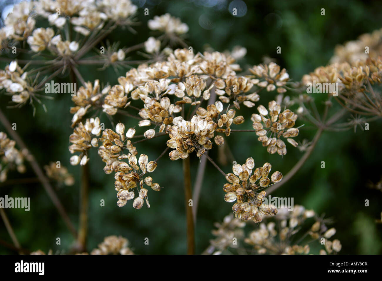 Hogweed, Heraculeum sphondylium, Apiaceae, Umbelliferae. Seedhead Stock Photo