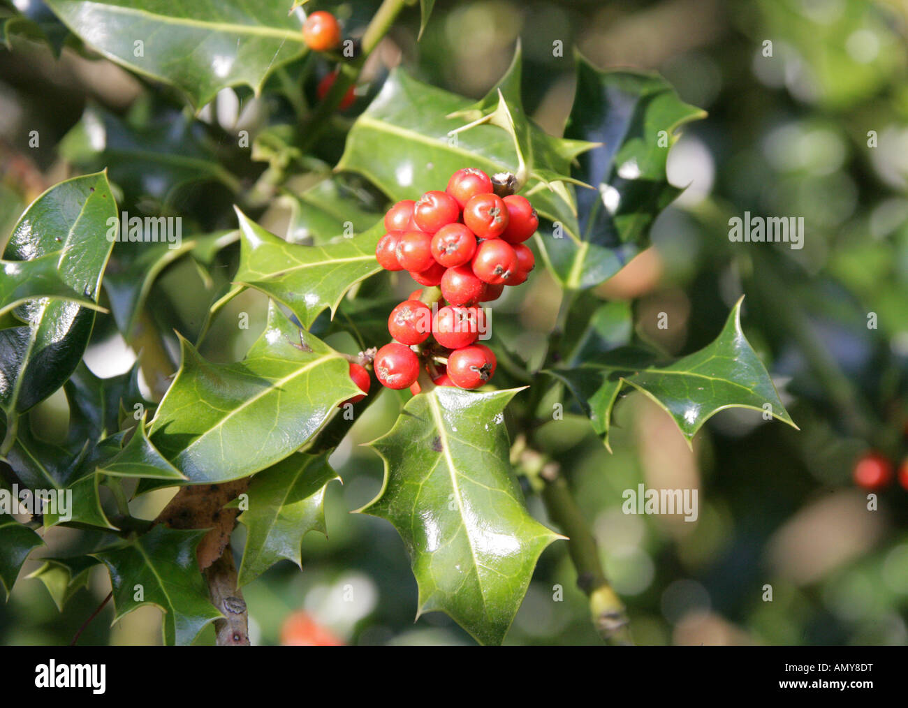 Holly Berries, Ilex aquifolium, Aquifoliaceae Stock Photo