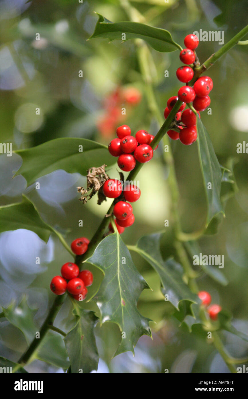 Holly Berries, Ilex aquifolium, Aquifoliaceae Stock Photo