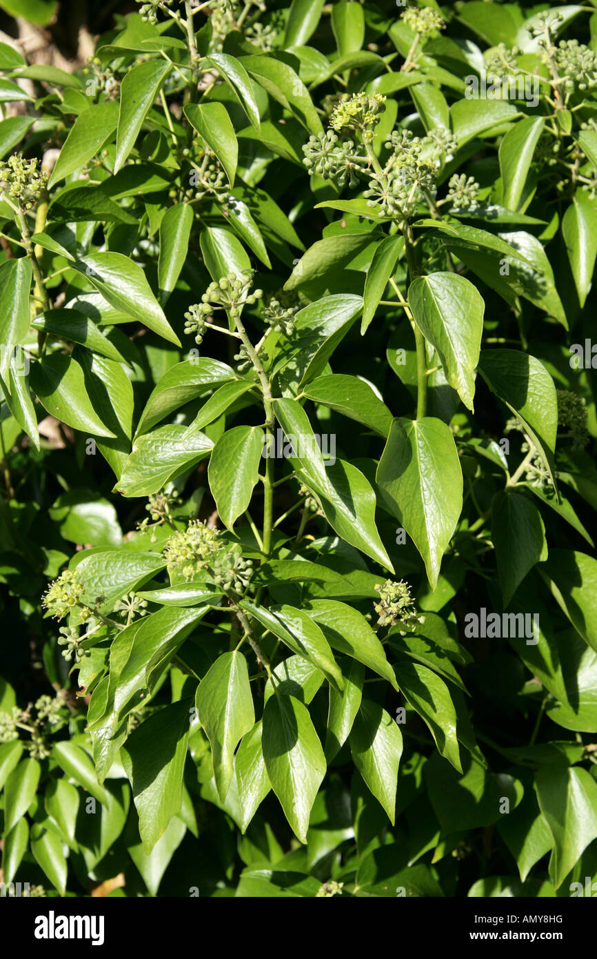 Ivy, Hedera helix, Araliaceae Stock Photo