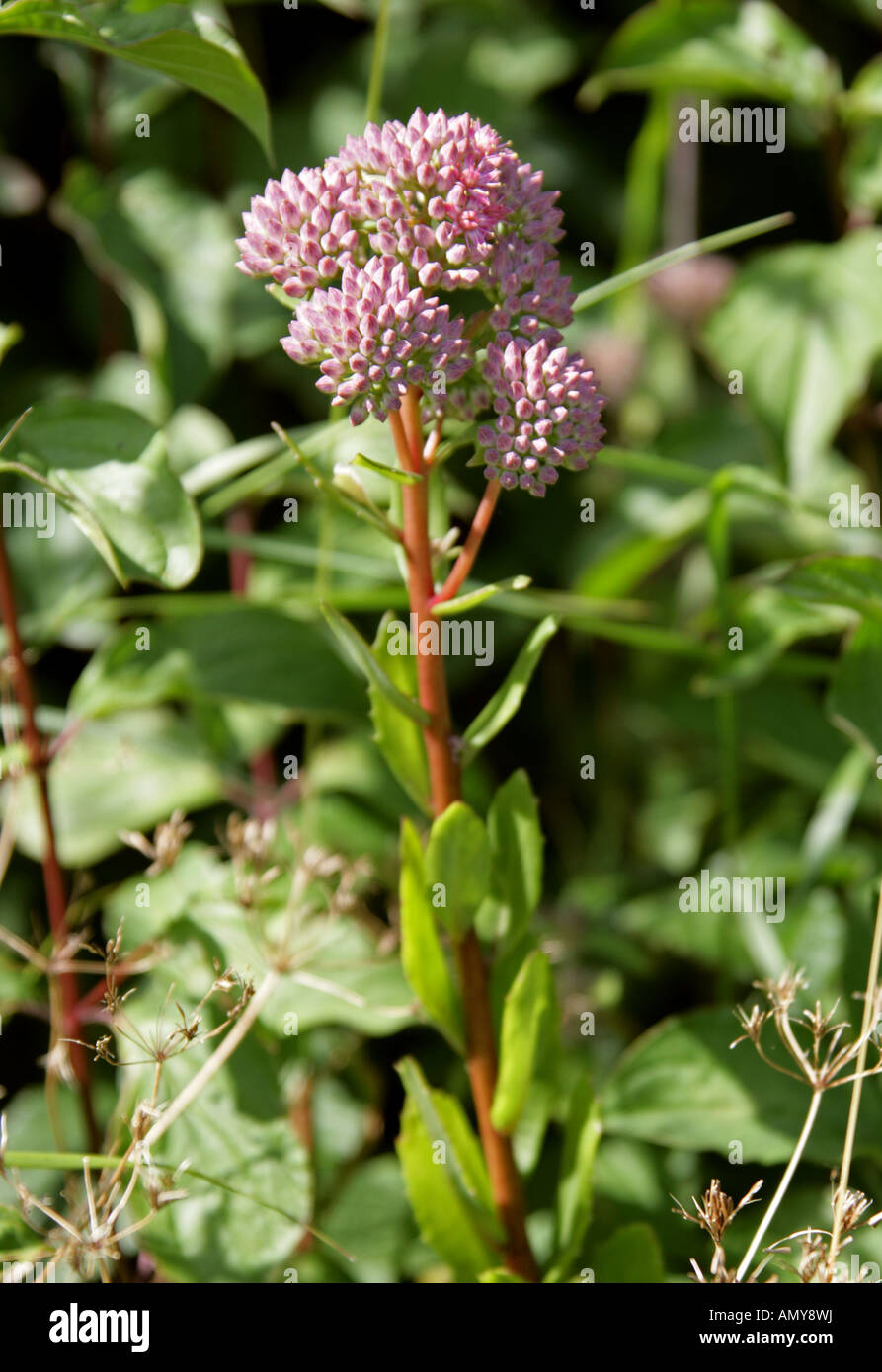 Orpine aka Livelong or Frogs Stomach, Hylotelephium telephium syn Sedum telephium, Crassulaceae Stock Photo